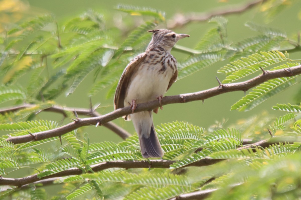 Crested Lark - ML624216158