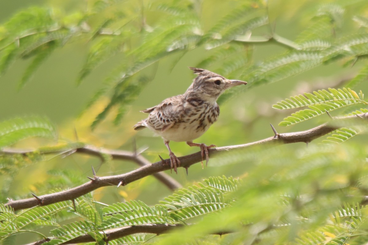 Crested Lark - ML624216159