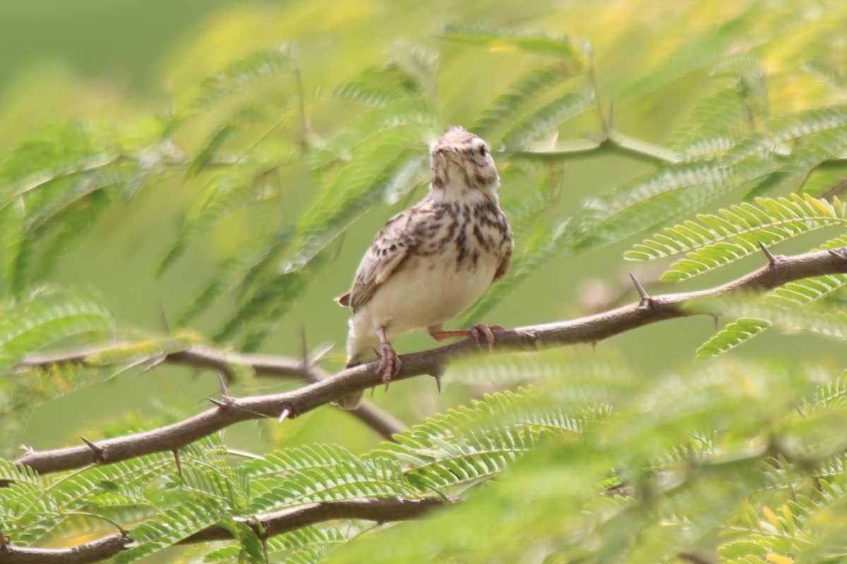 Crested Lark - ML624216160