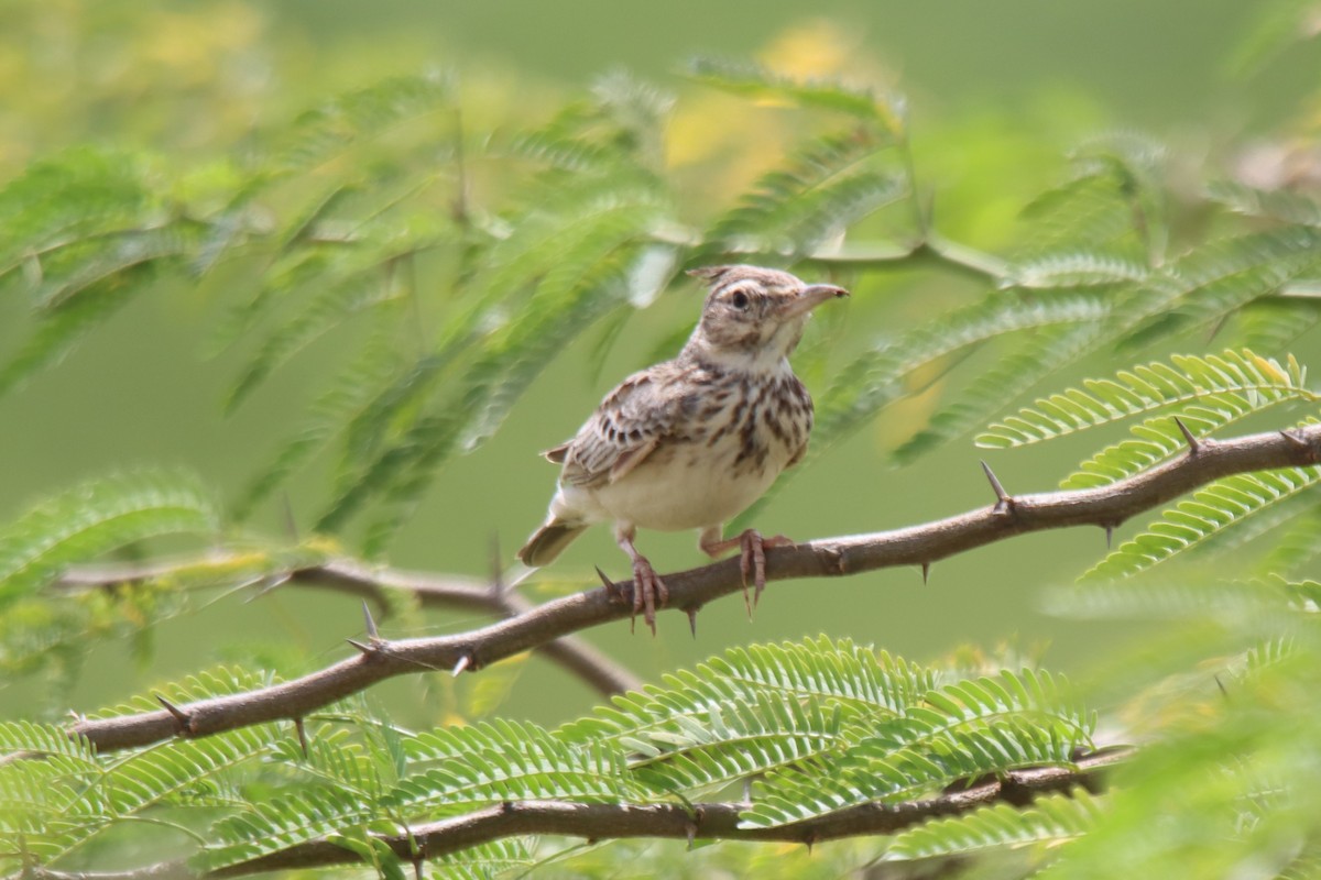 Crested Lark - ML624216161