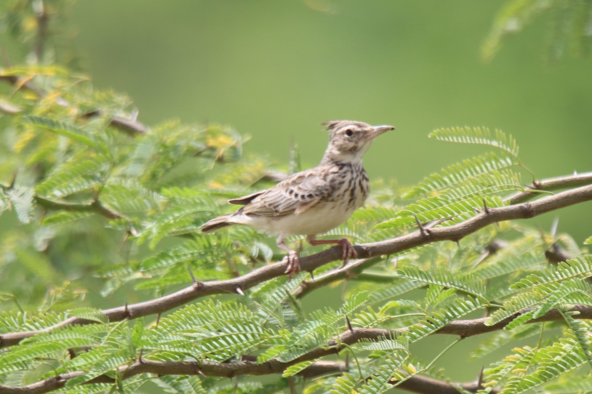 Crested Lark - Ajay Sarvagnam