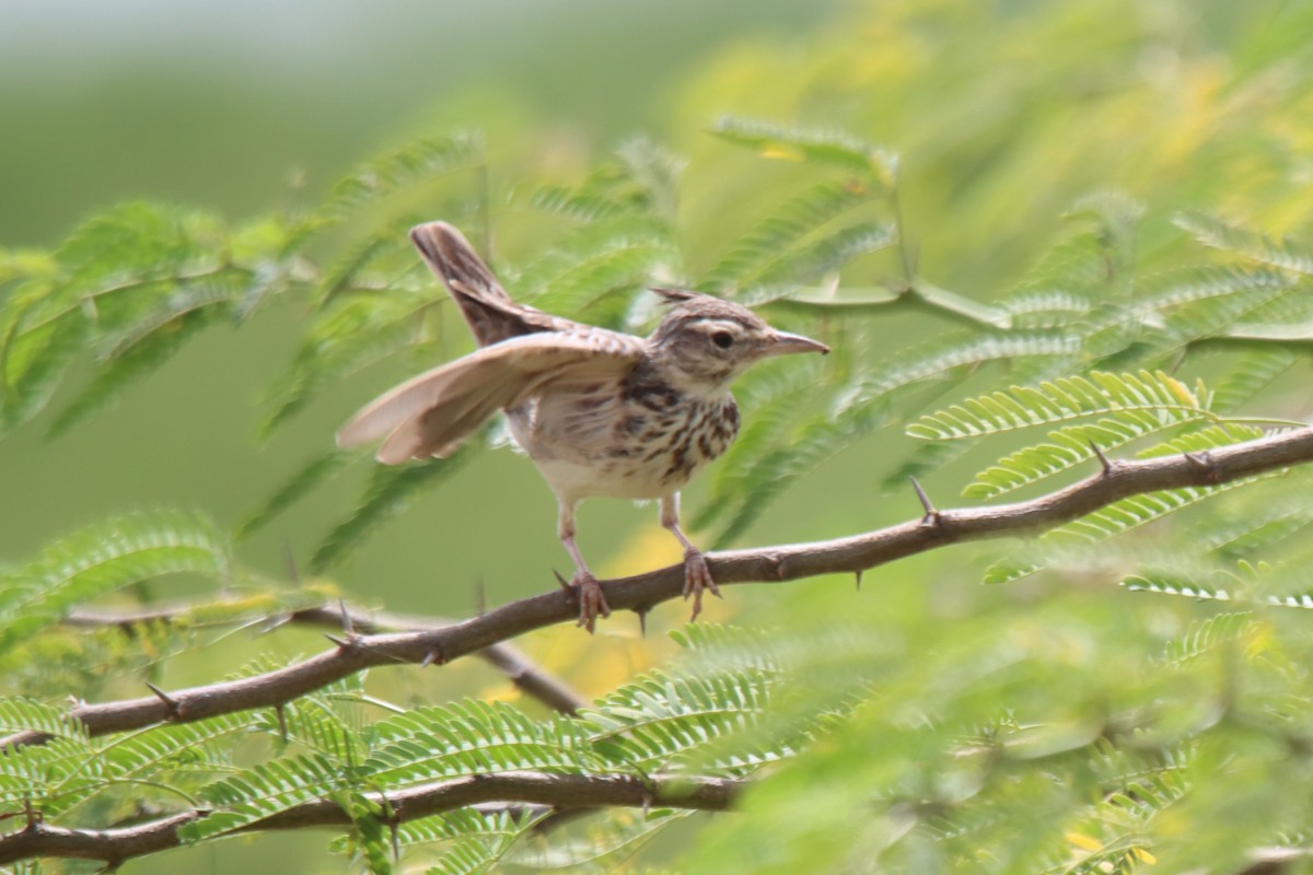 Crested Lark - ML624216163