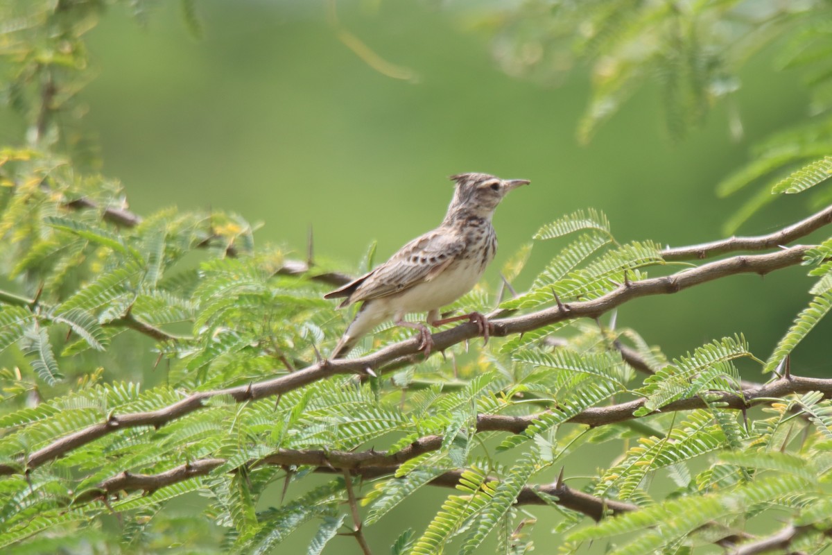 Crested Lark - ML624216164