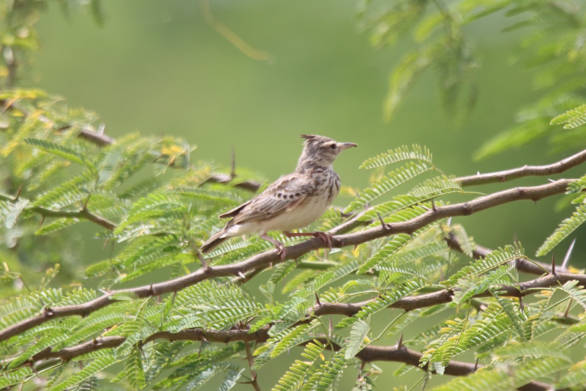 Crested Lark - ML624216165