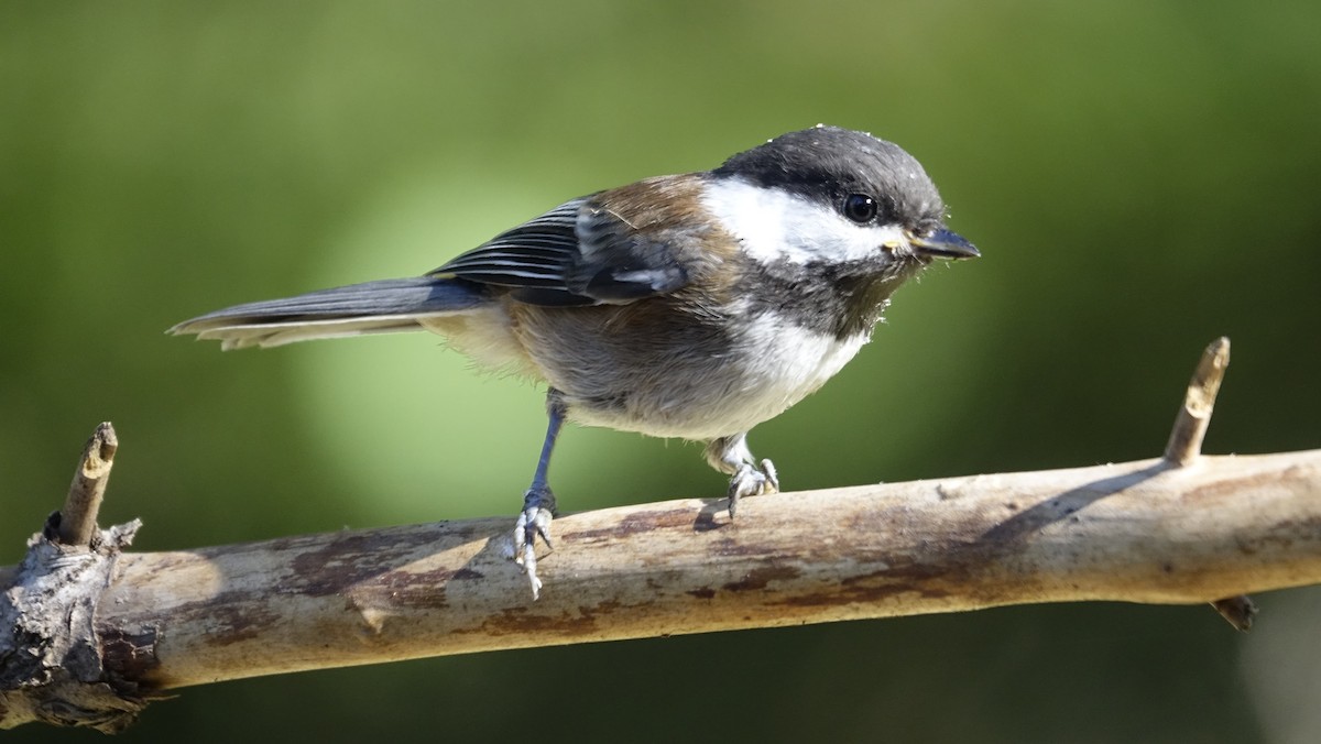 Chestnut-backed Chickadee - ML624216166