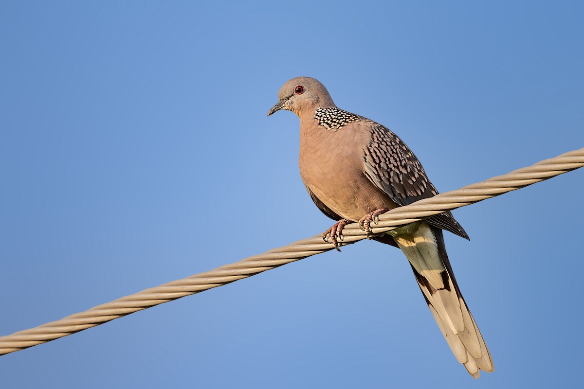 Spotted Dove - ML624216190