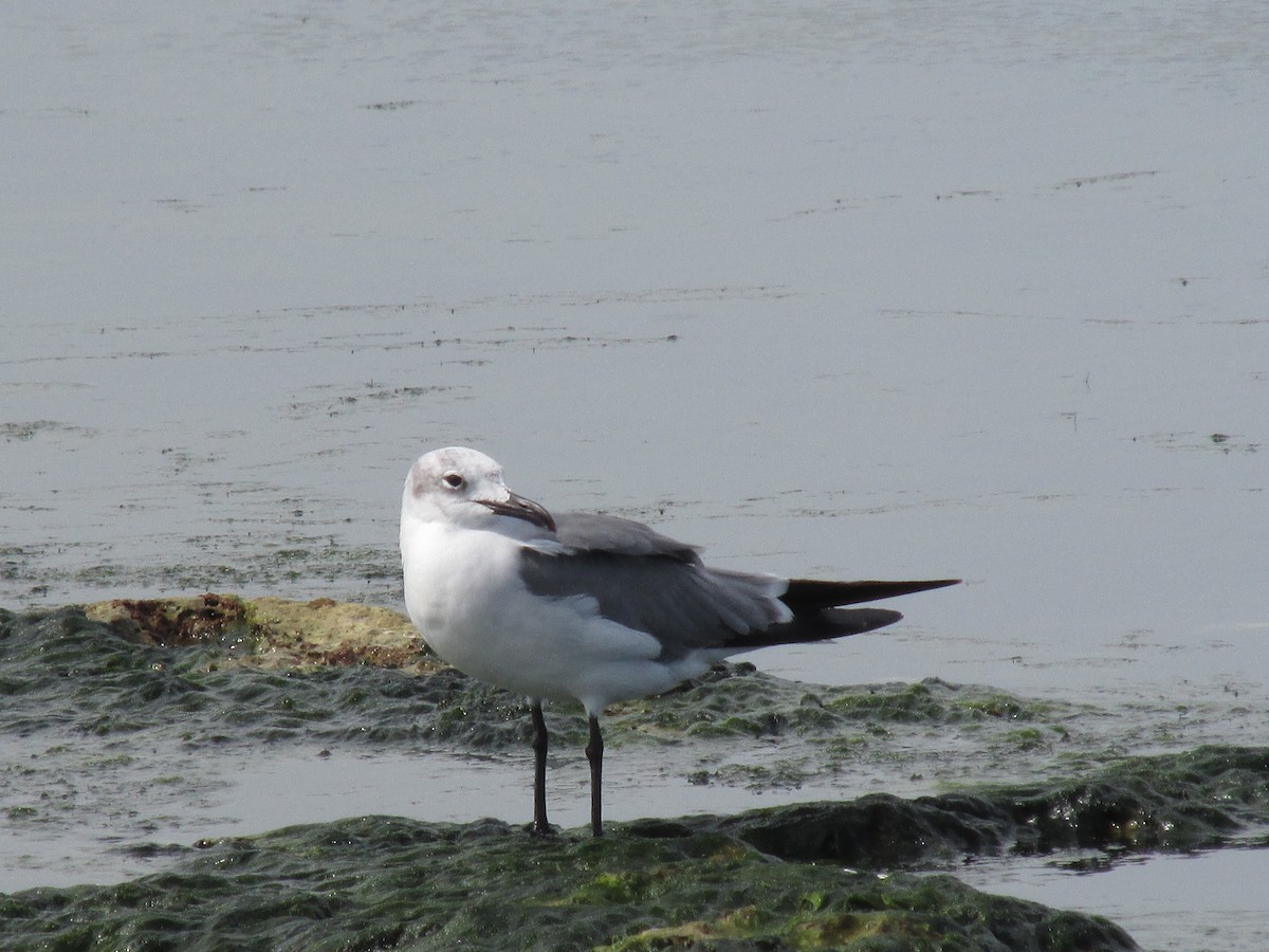 Mouette atricille - ML624216195