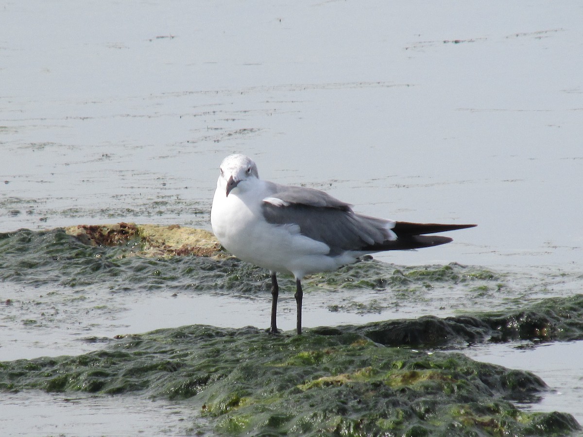 Mouette atricille - ML624216196