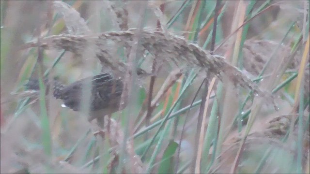 Sedge Wren - ML624216216