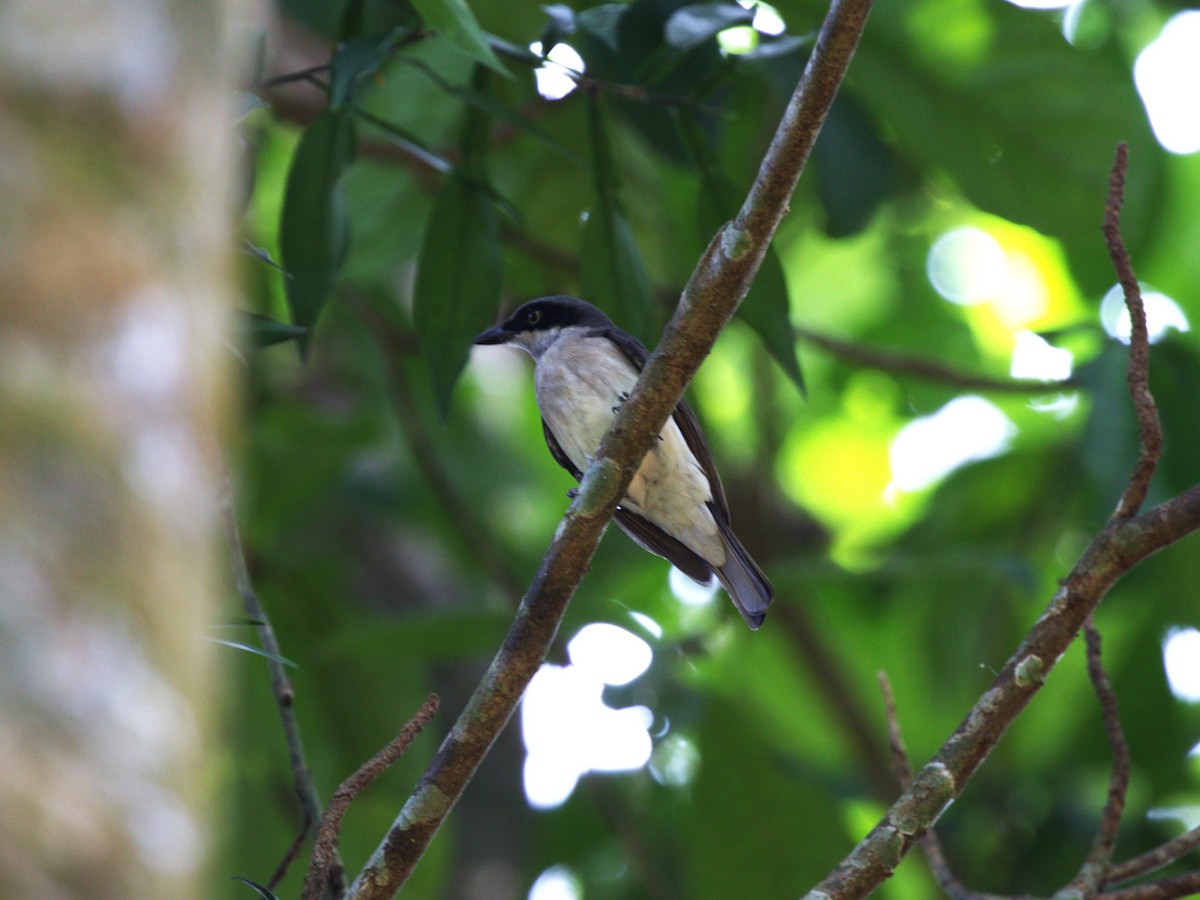 Malabar Woodshrike - ML624216231