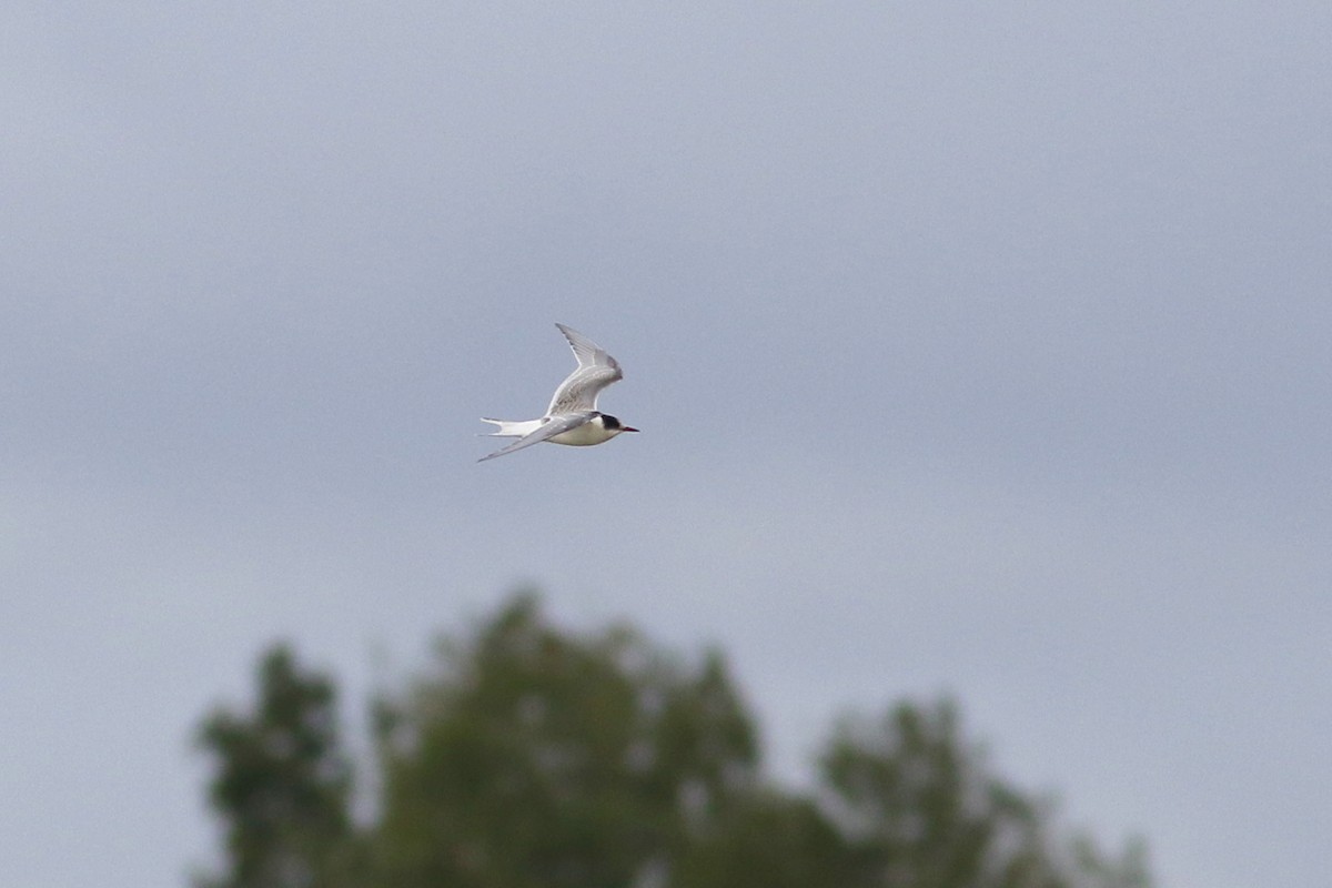 Arctic Tern - ML624216232