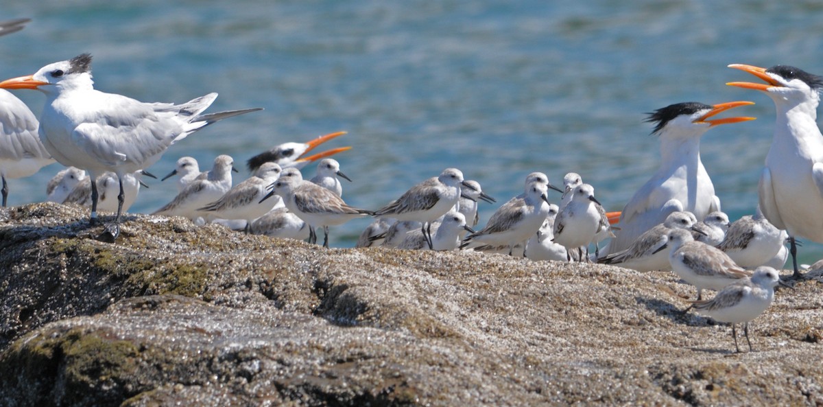 Bécasseau sanderling - ML624216236