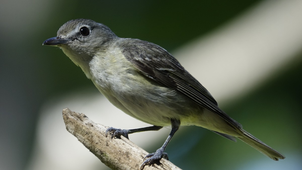 Cassin's Vireo - mark lundgren