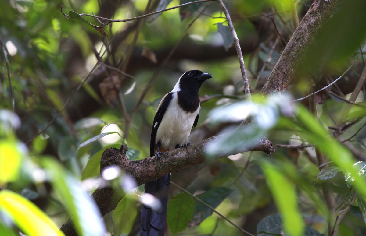 White-bellied Treepie - ML624216243