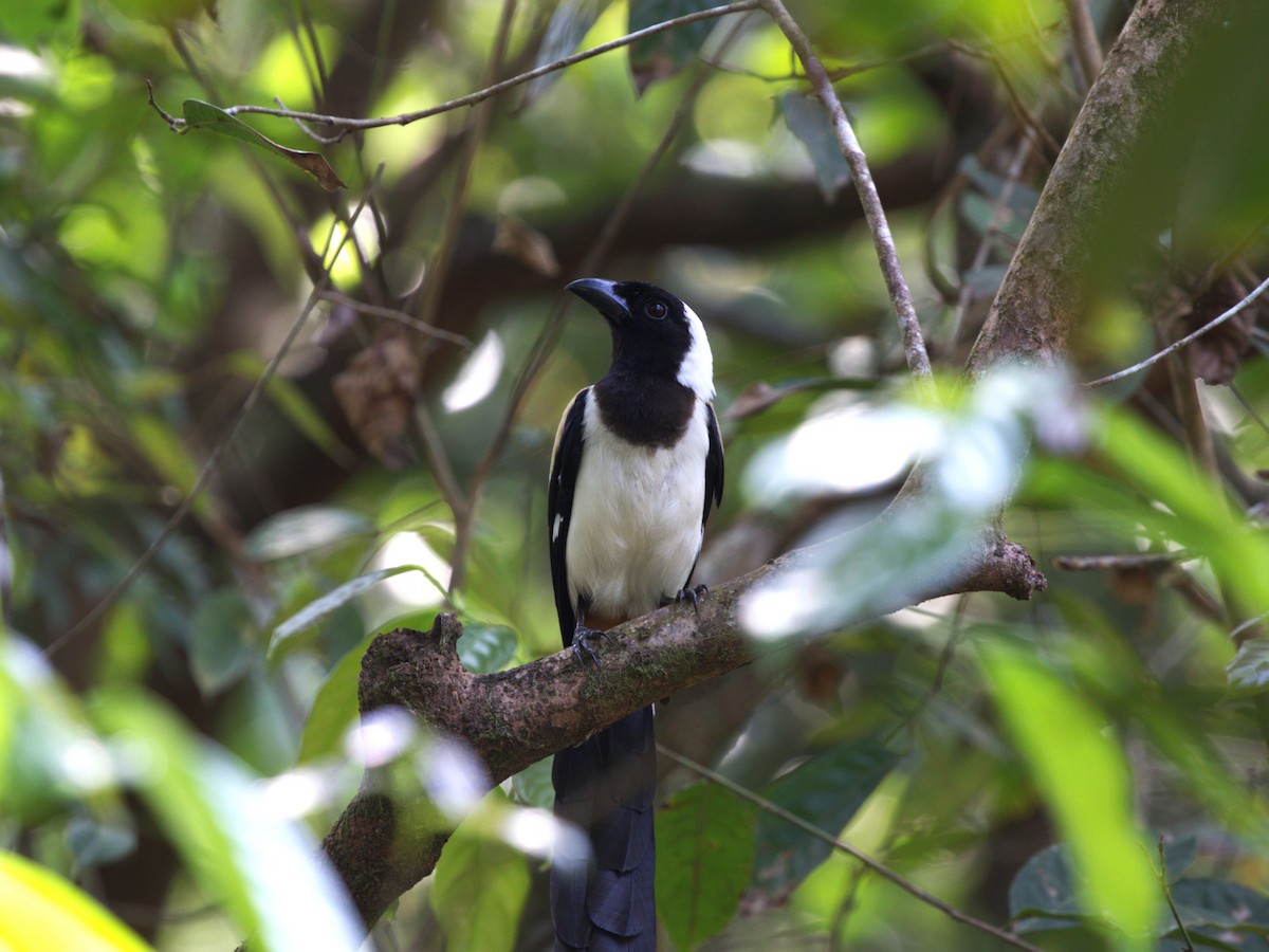 White-bellied Treepie - ML624216244