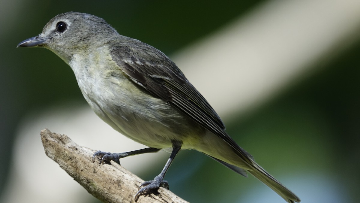 Cassin's Vireo - ML624216245