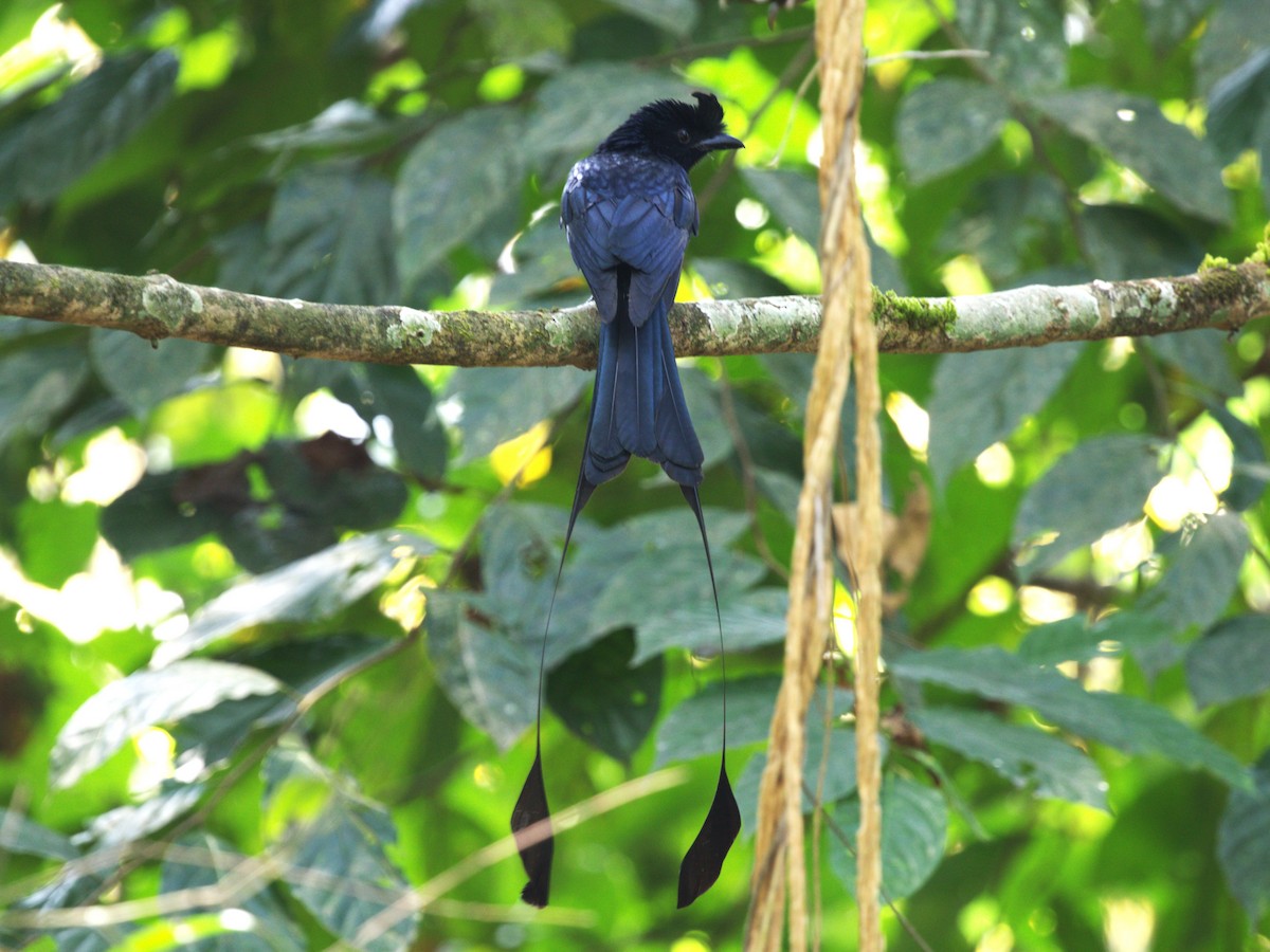 Greater Racket-tailed Drongo - ML624216251