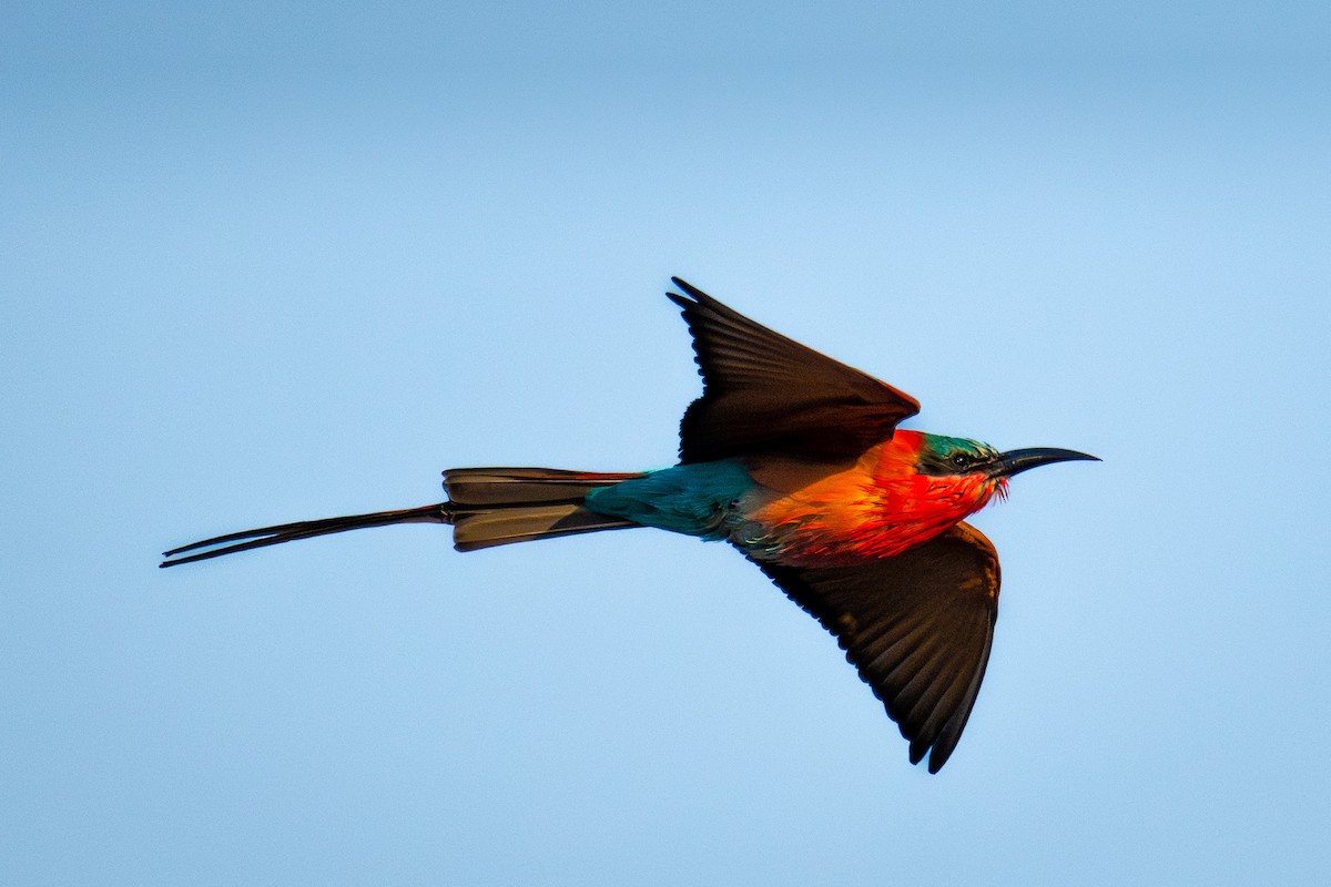 Southern Carmine Bee-eater - ML624216254