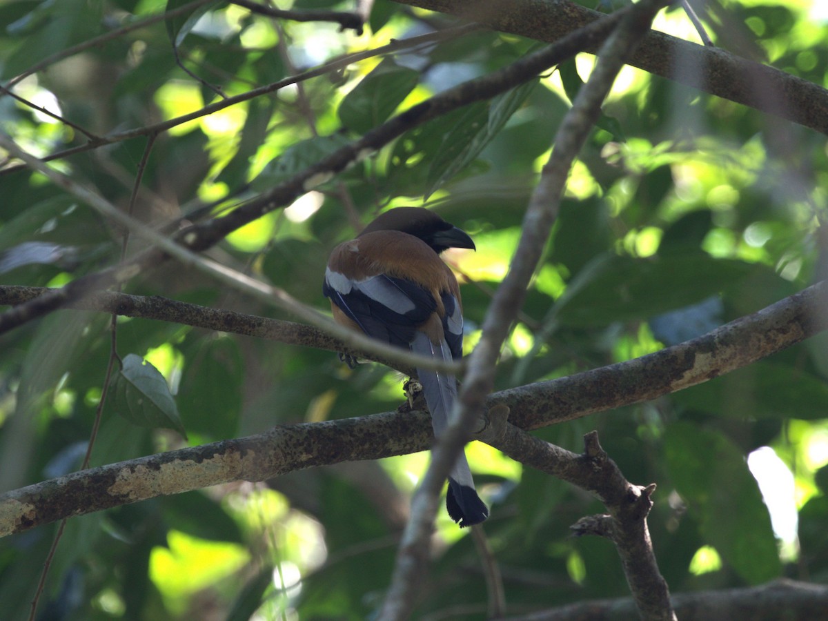 Rufous Treepie - ML624216255