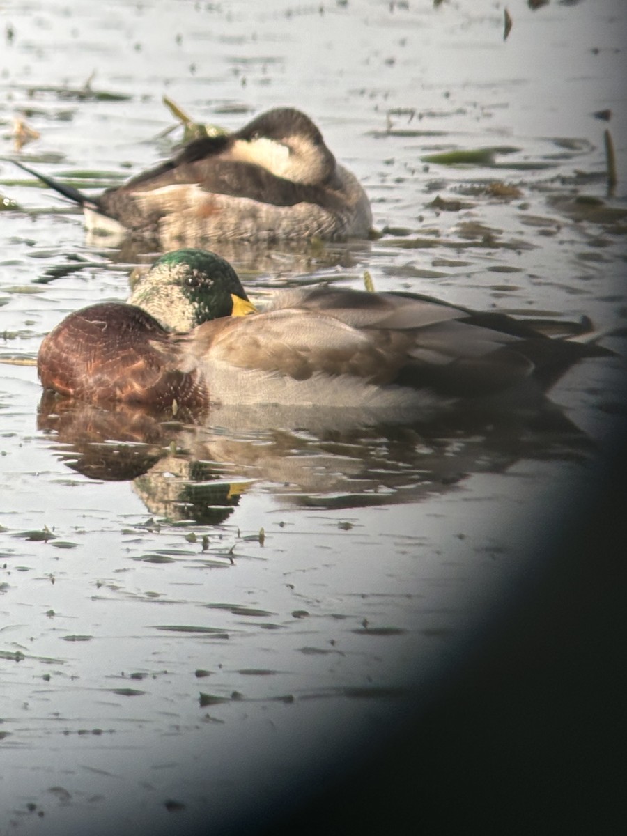 Ruddy Duck - ML624216261