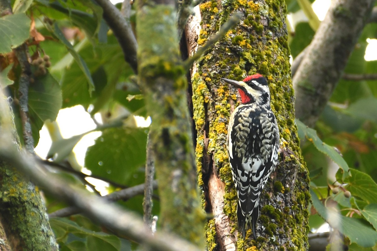 Yellow-bellied Sapsucker - ML624216270