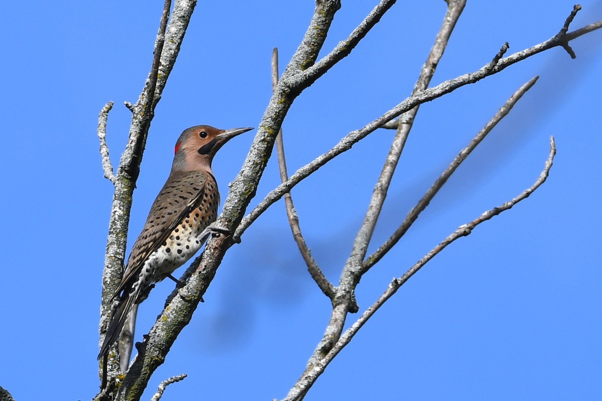 Northern Flicker - ML624216276