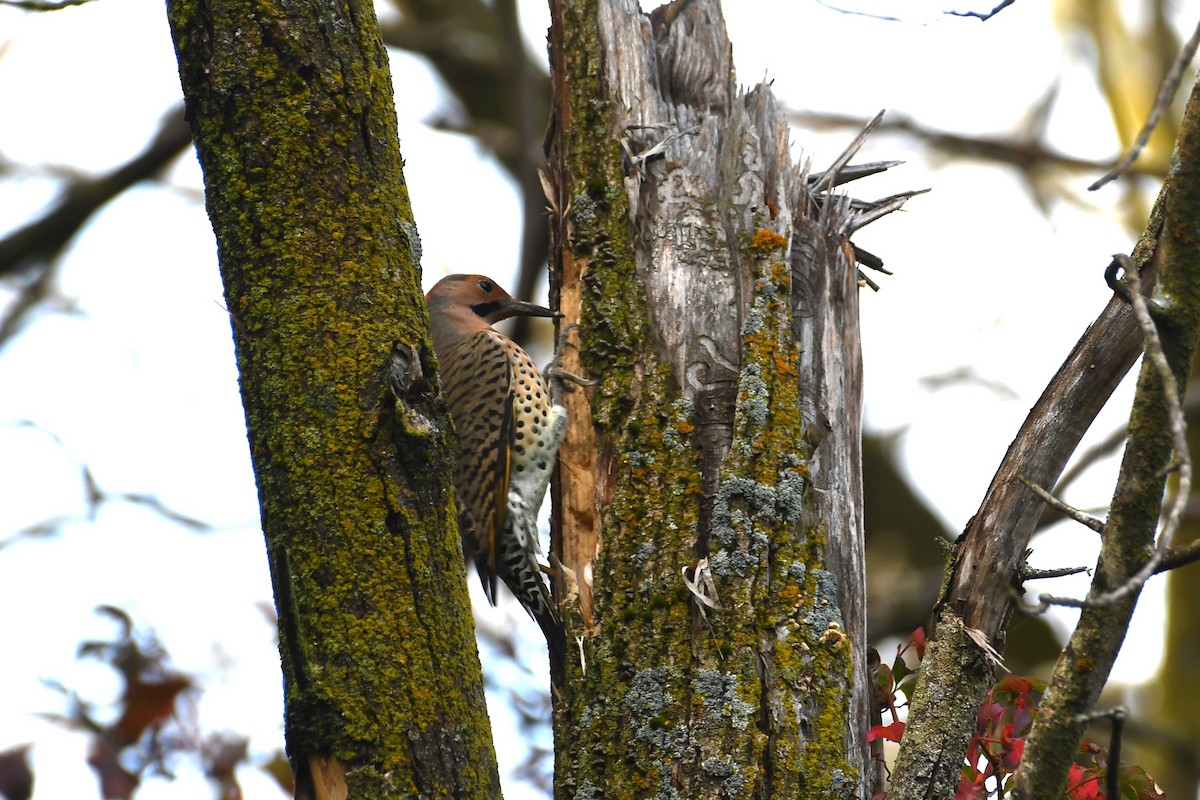 Northern Flicker - ML624216277