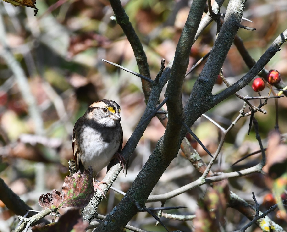 White-throated Sparrow - ML624216280