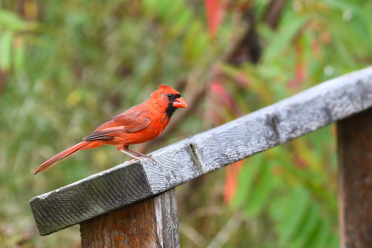 Northern Cardinal - ML624216285