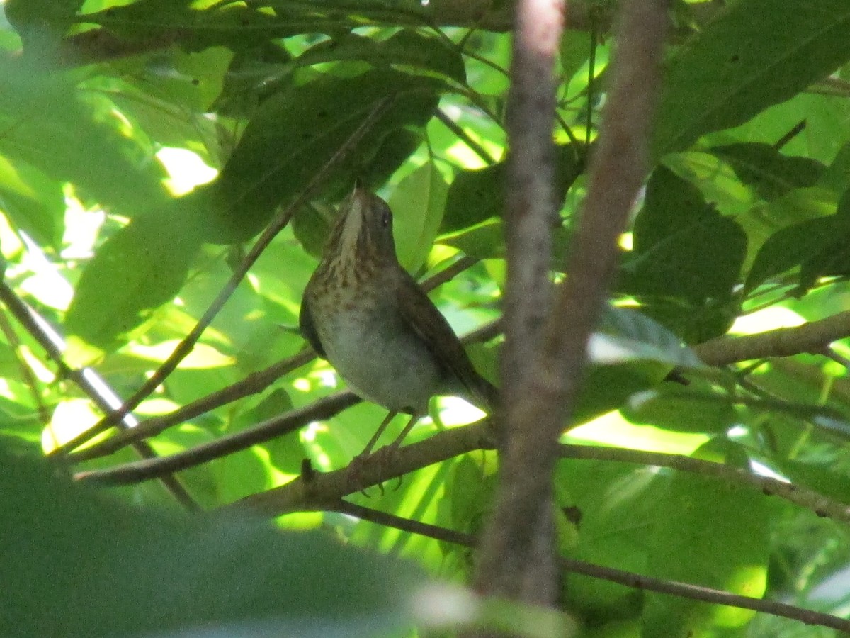 Swainson's Thrush - ML624216288