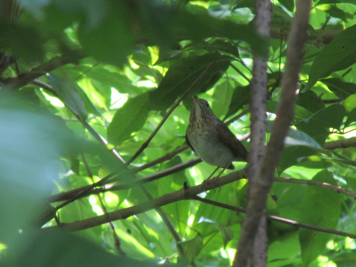 Swainson's Thrush - ML624216289