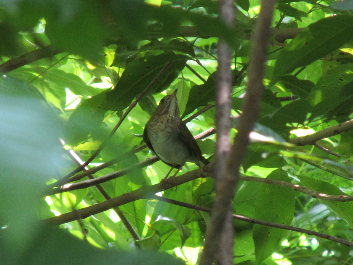 Swainson's Thrush - Carlos Hernández Peraza