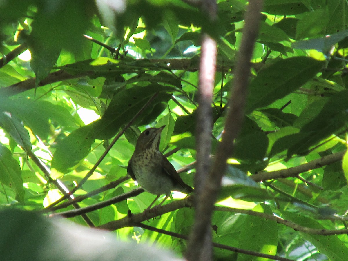 Swainson's Thrush - ML624216292