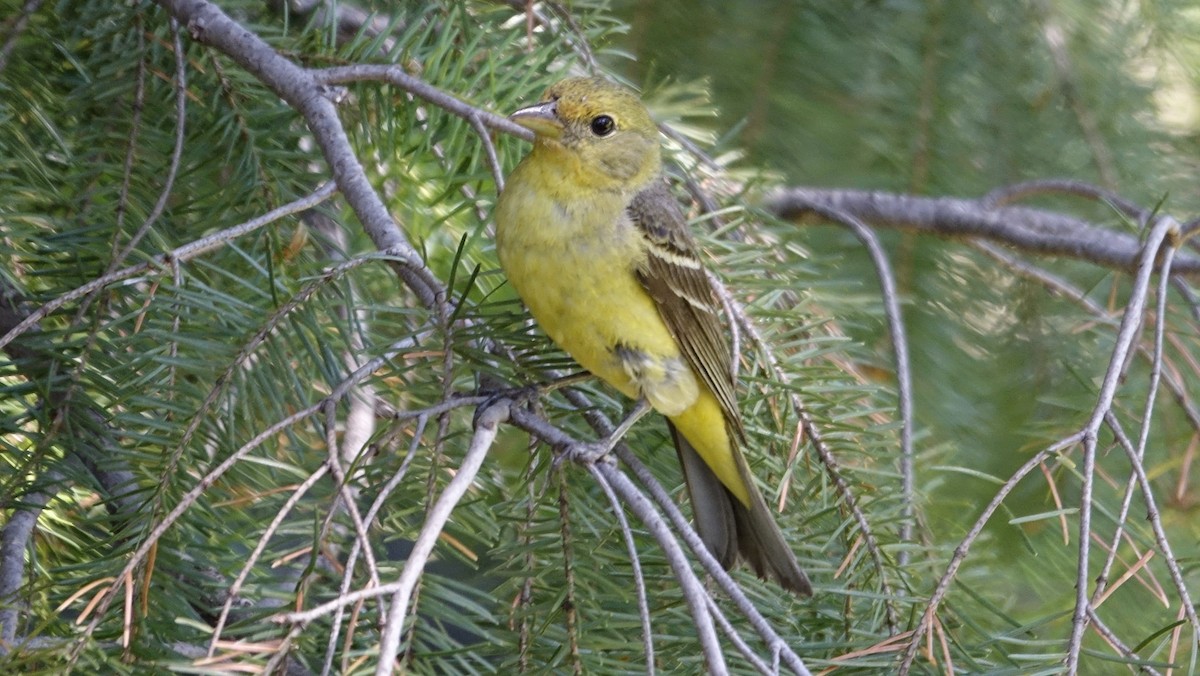 Western Tanager - ML624216311