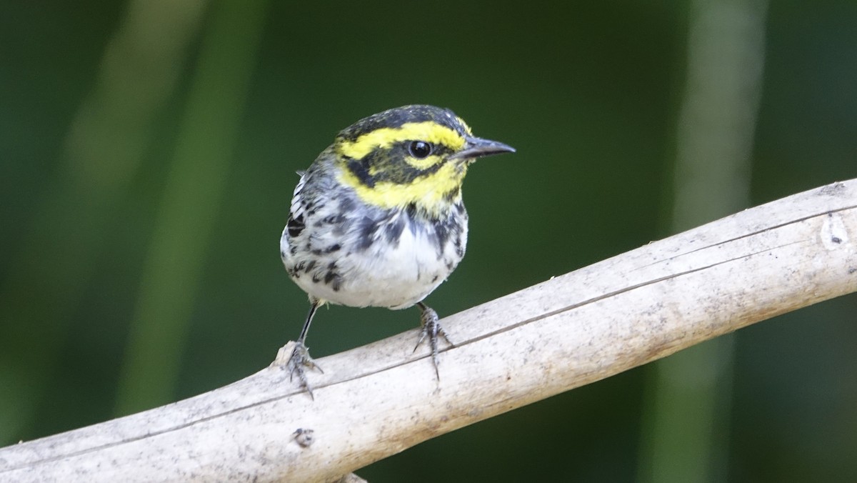 Townsend's Warbler - ML624216313