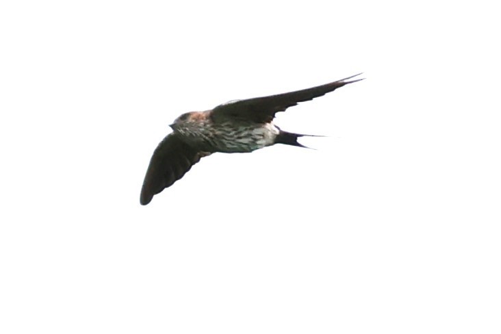 Striated Swallow - ML624216314