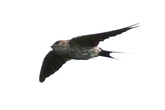 Striated Swallow - ML624216315