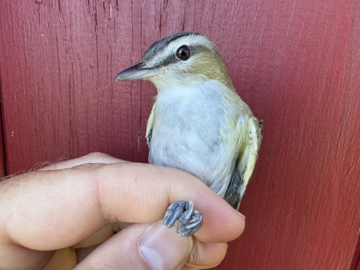 Red-eyed Vireo - ML624216319