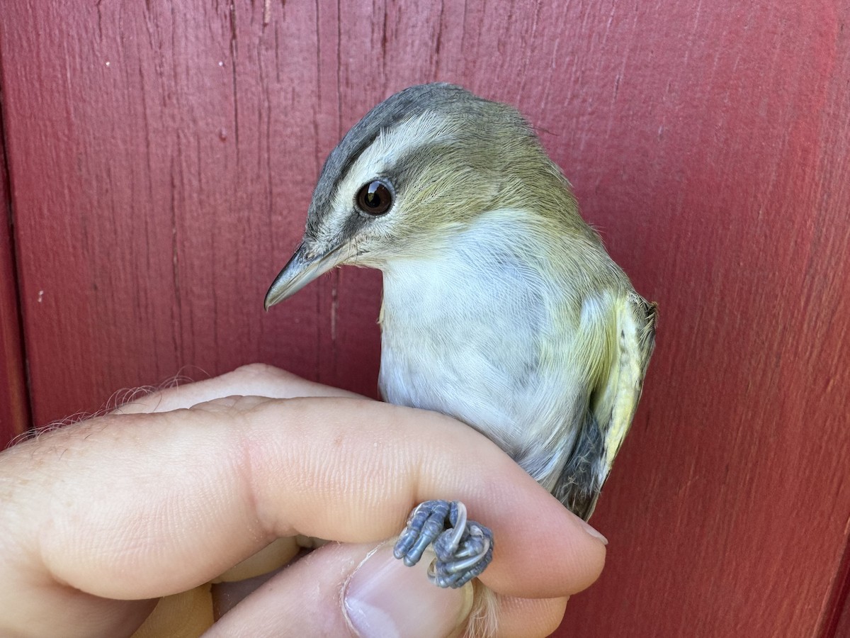 Red-eyed Vireo - ML624216320