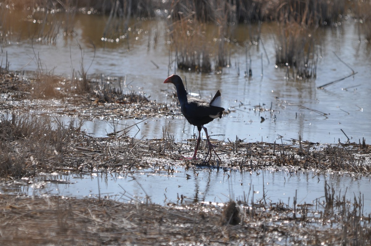 Western Swamphen - ML624216323