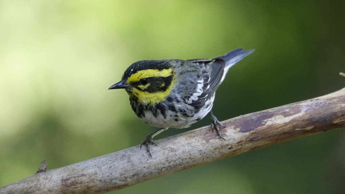 Townsend's Warbler - ML624216324