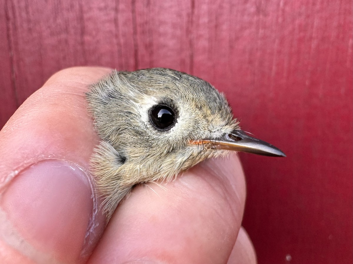 Ruby-crowned Kinglet - ML624216326