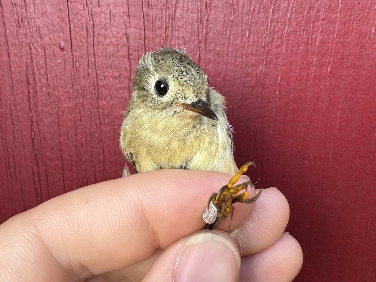 Ruby-crowned Kinglet - ML624216327