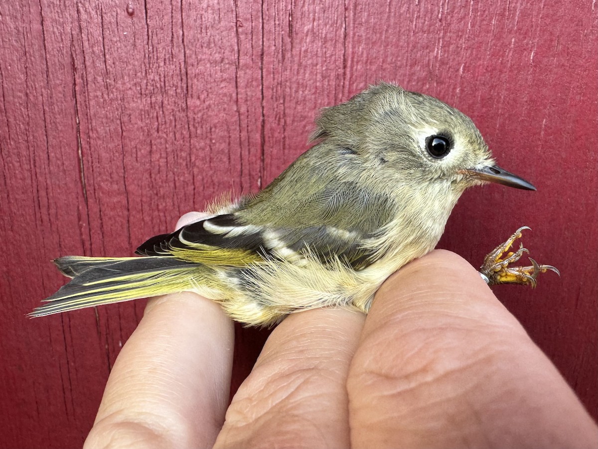 Ruby-crowned Kinglet - ML624216328