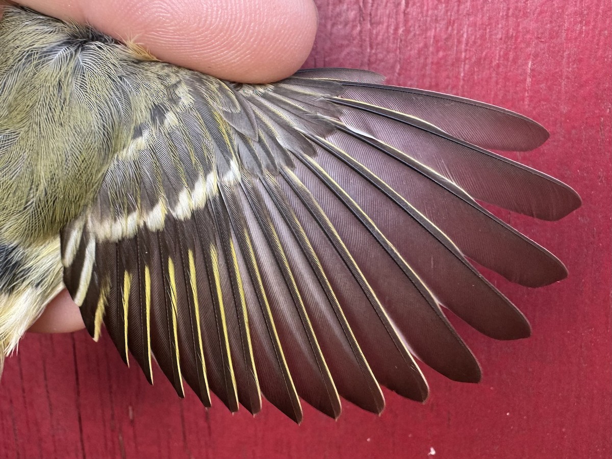 Ruby-crowned Kinglet - ML624216330