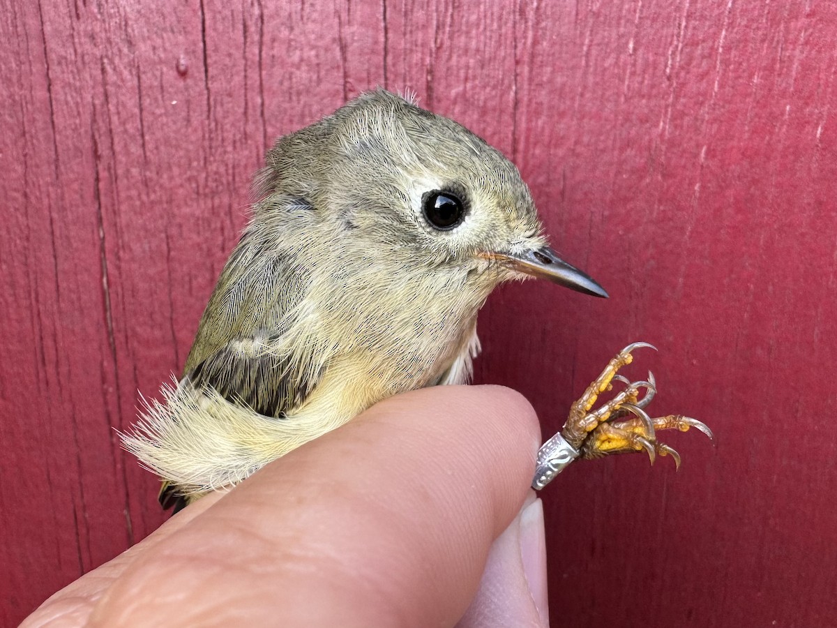 Ruby-crowned Kinglet - ML624216331