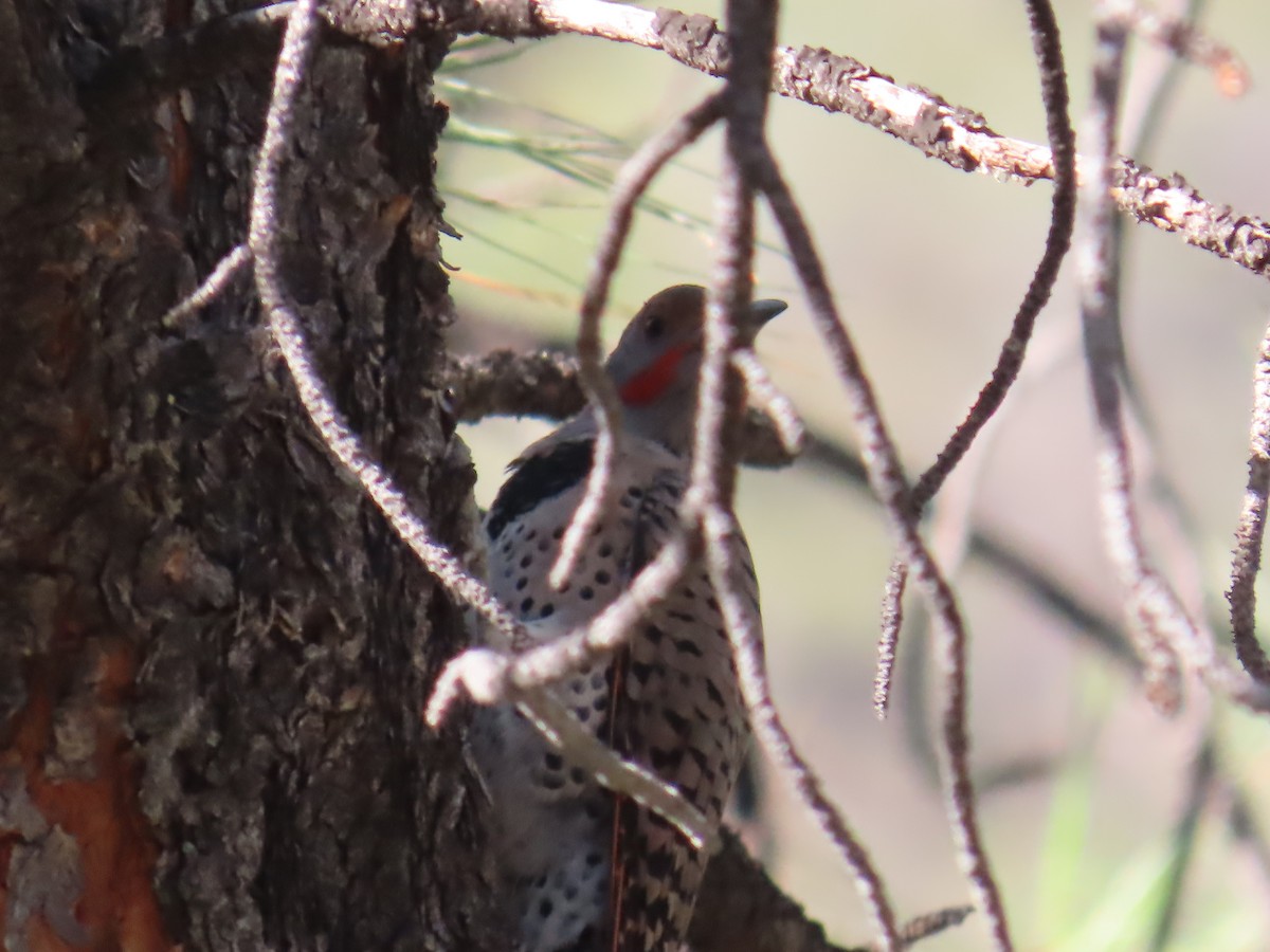 Northern Flicker - ML624216333