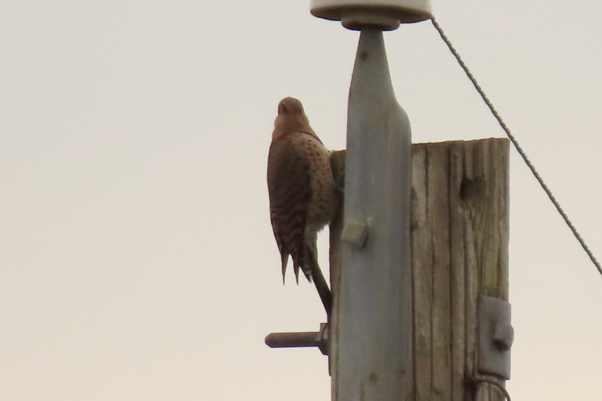 Northern Flicker - ML624216336