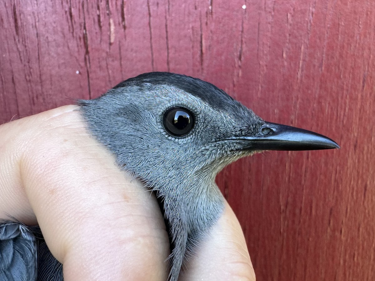 Gray Catbird - ML624216338