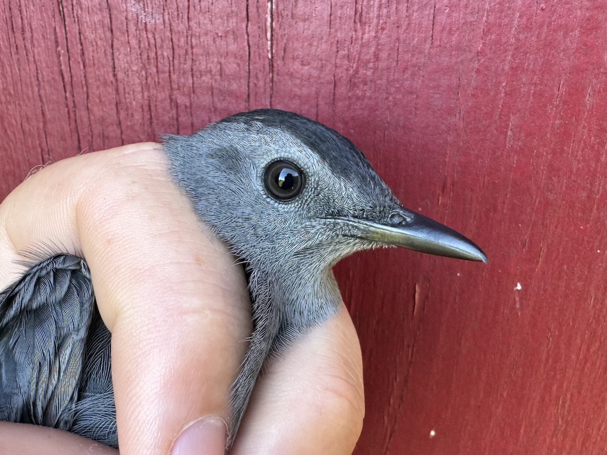 Gray Catbird - ML624216339